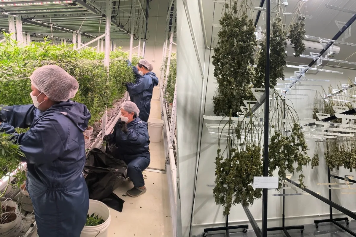 Workers harvesting cannabis plants in a controlled indoor grow room alongside cannabis flowers drying on racks in a climate-controlled facility in Thailand