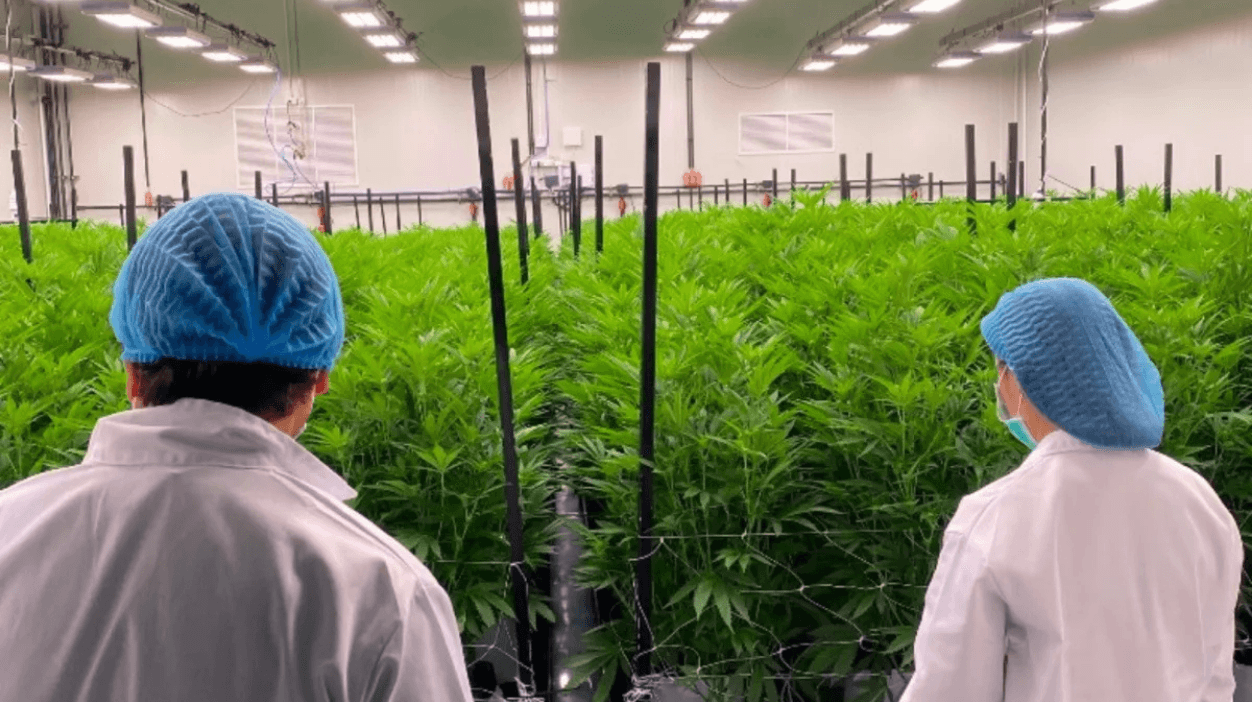 Two staff members inspecting rows of cannabis plants inside a climate-controlled indoor cultivation facility in Thailand