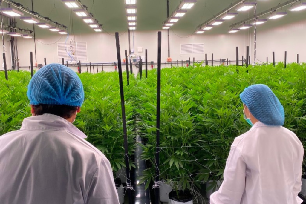 Two staff members inspecting rows of cannabis plants inside a climate-controlled indoor cultivation facility in Thailand
