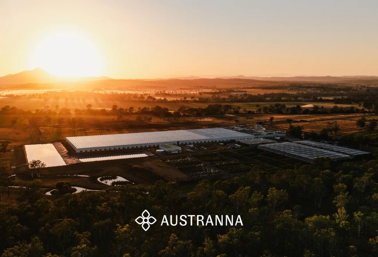 Austranna x Agential Cannabis 20266
