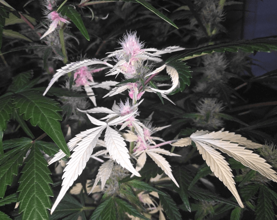 Rare albino cannabis plant with pale white leaves and pink-tinted flowers growing among standard green cannabis plants during flowering stage.
