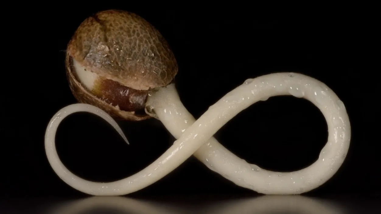 Cannabis seed germination forming an infinity symbol, representing the inherited complexity and continuity of cannabis genetics.