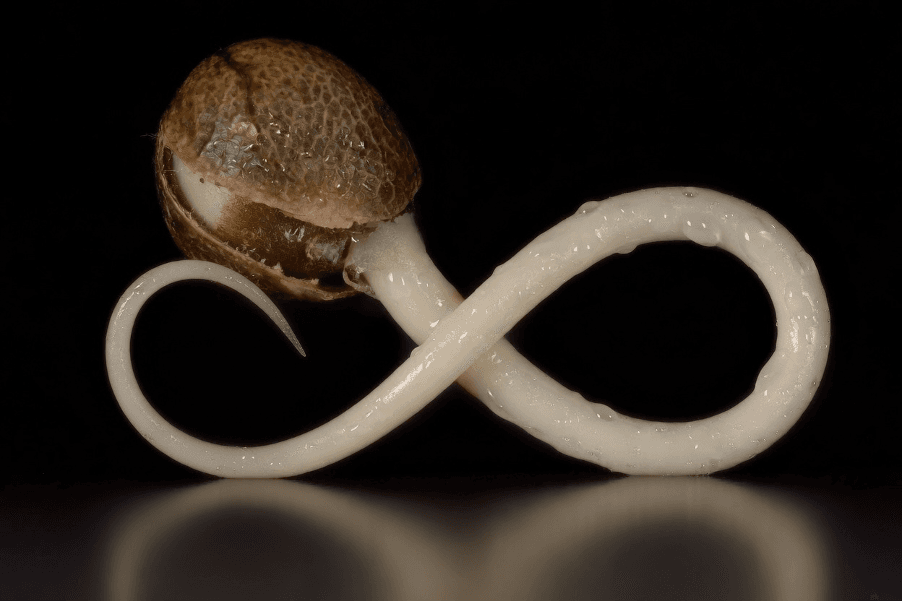 Cannabis seed germination forming an infinity symbol, representing the inherited complexity and continuity of cannabis genetics.