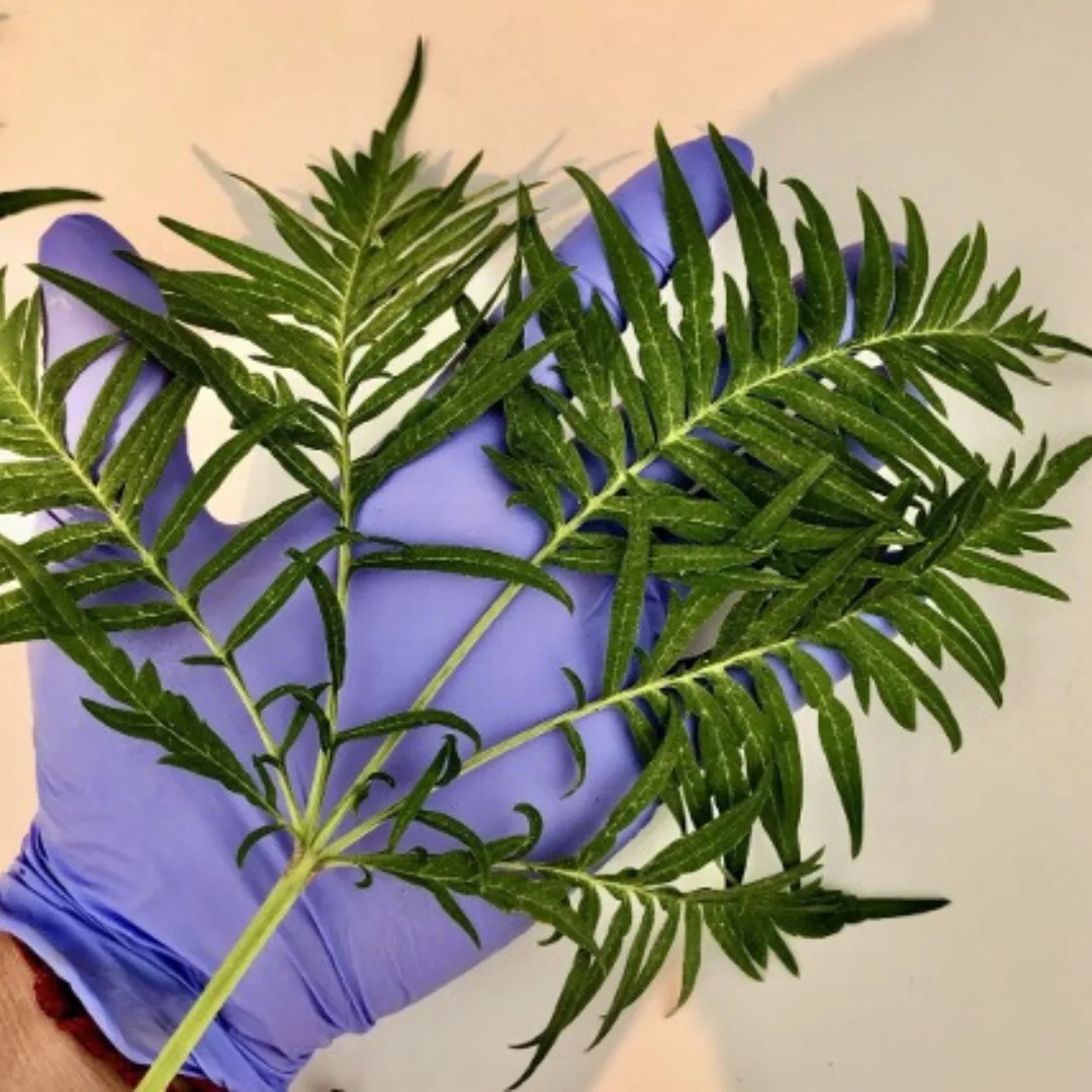 Hand holding unusual “Freakshow” cannabis leaves with heavily dissected fern-like morphology, showcasing a rare cannabis leaf mutation and non-traditional cultivar genetics.
