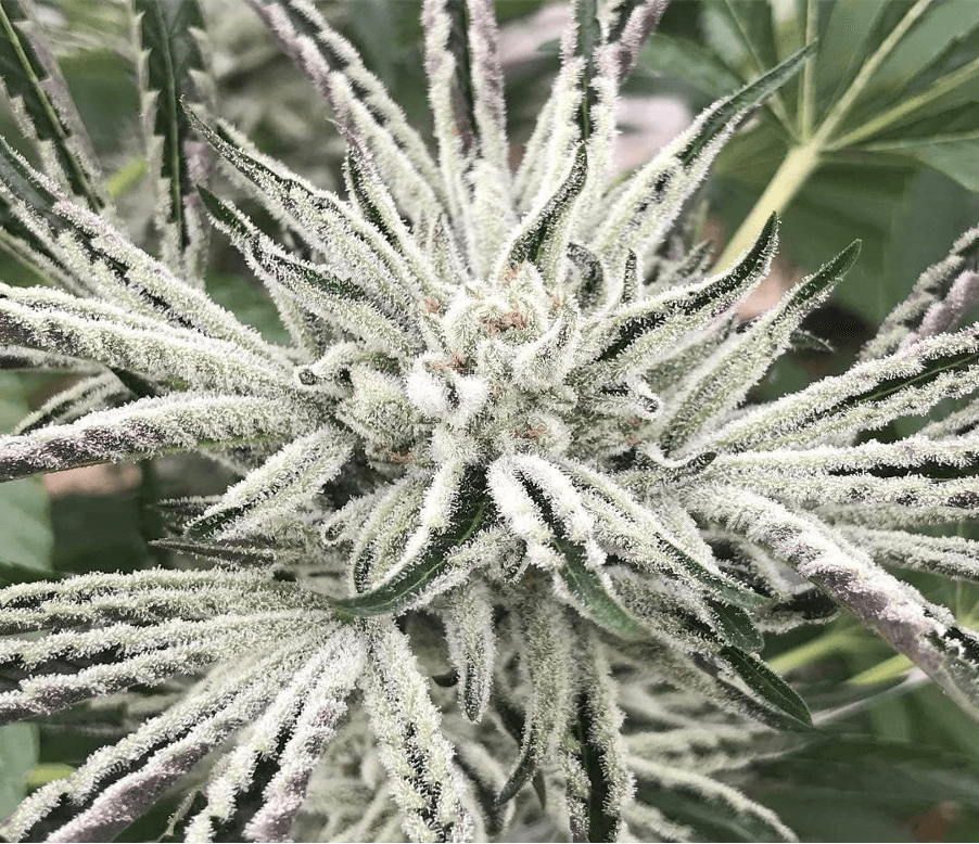 Close-up macro image of a frosted kush-type cannabis flower with dense trichome coverage on sugar leaves and buds, highlighting resin production and indica-derived genetics.