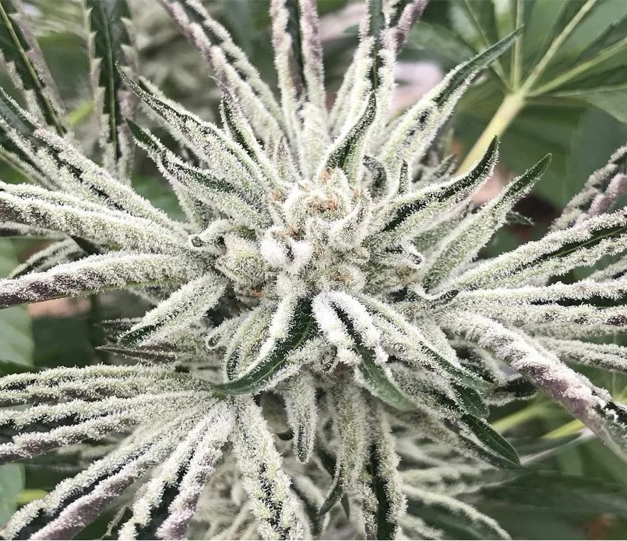 Close-up macro image of a frosted kush-type cannabis flower with dense trichome coverage on sugar leaves and buds, highlighting resin production and indica-derived genetics.