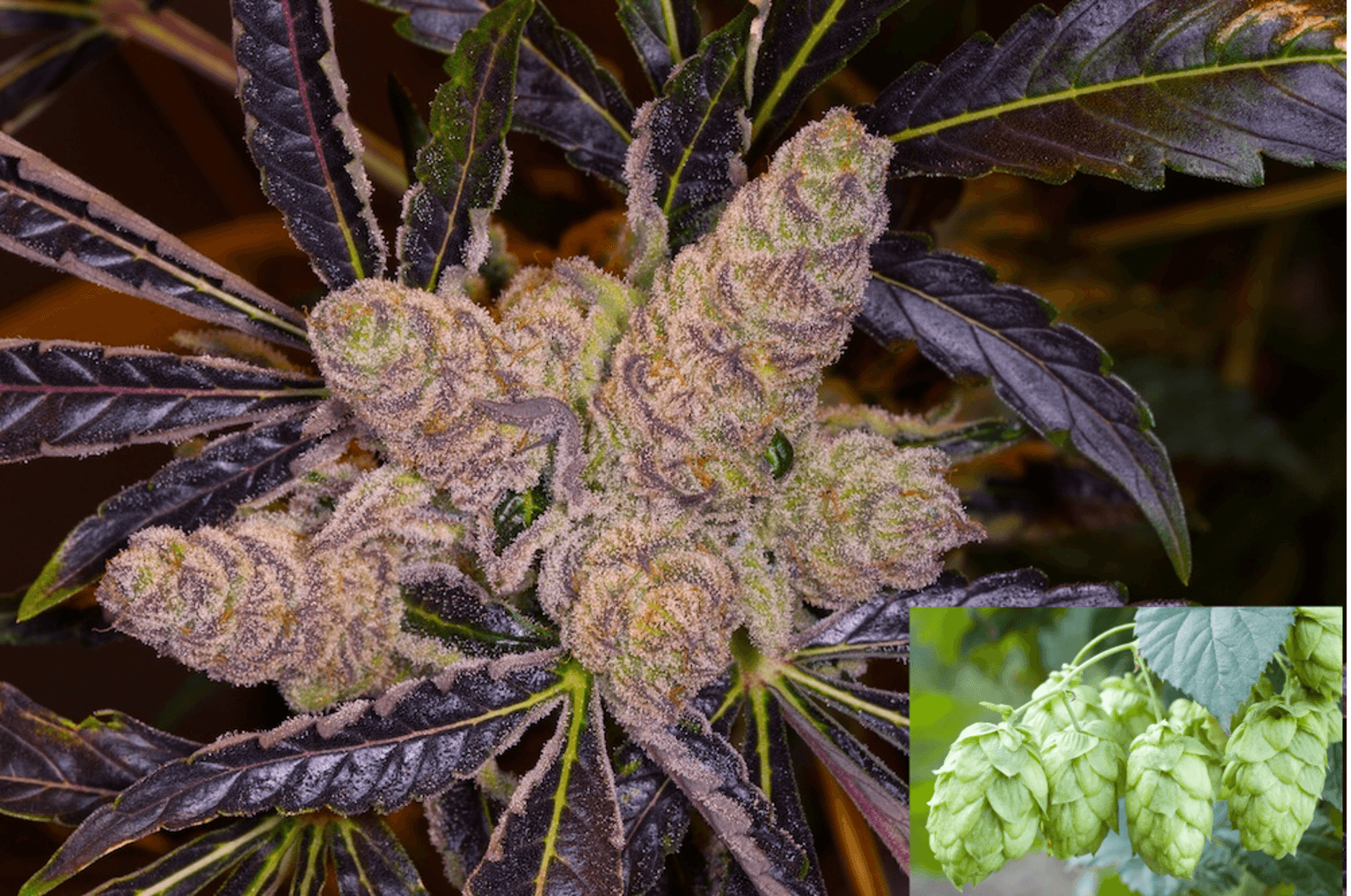 Close-up of Mimosa cannabis flower with dense trichome-covered buds and dark purple leaves, compared with hop cones to illustrate structural similarities within the Cannabaceae family.