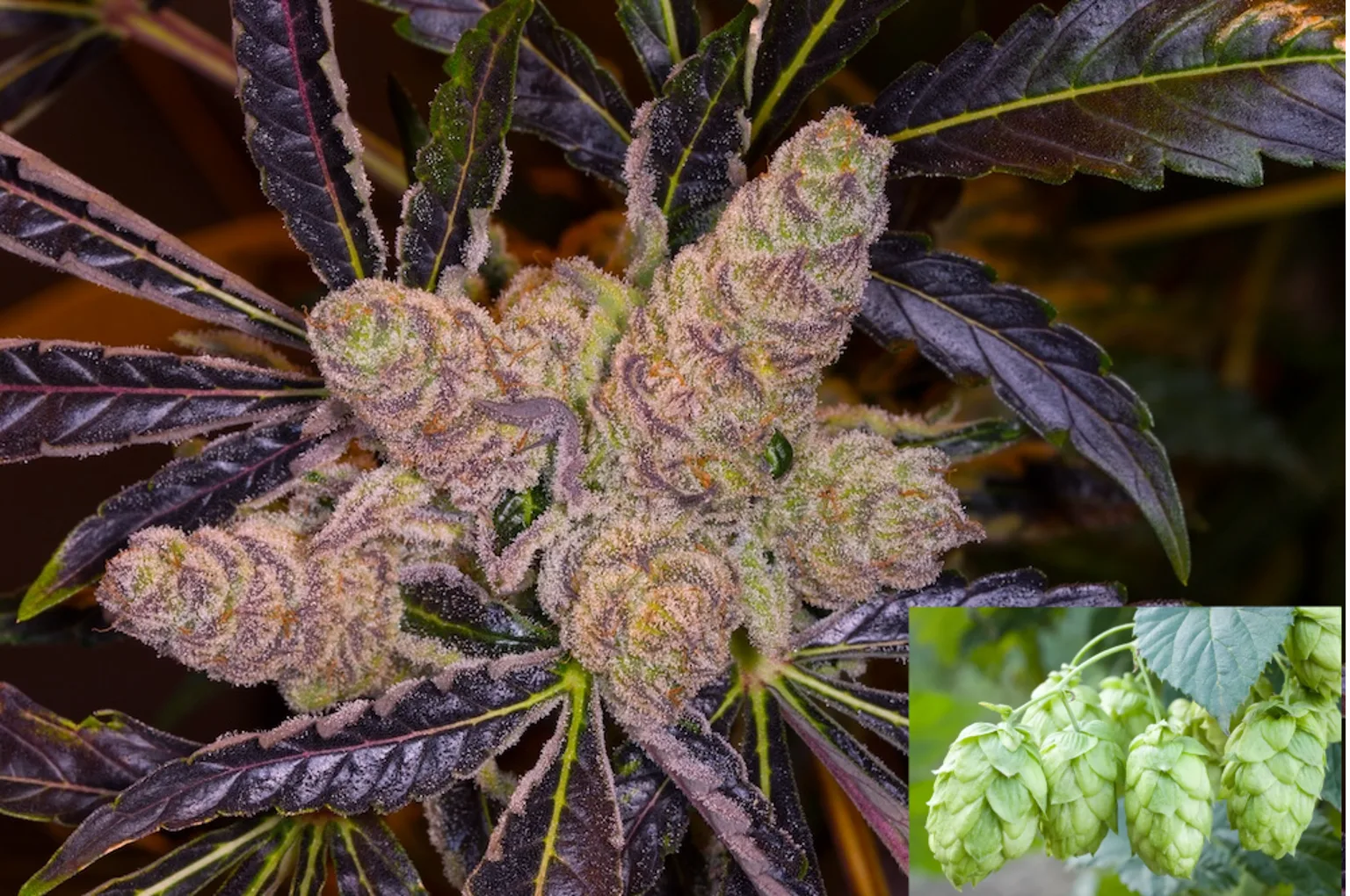 Close-up of Mimosa cannabis flower with dense trichome-covered buds and dark purple leaves, compared with hop cones to illustrate structural similarities within the Cannabaceae family.