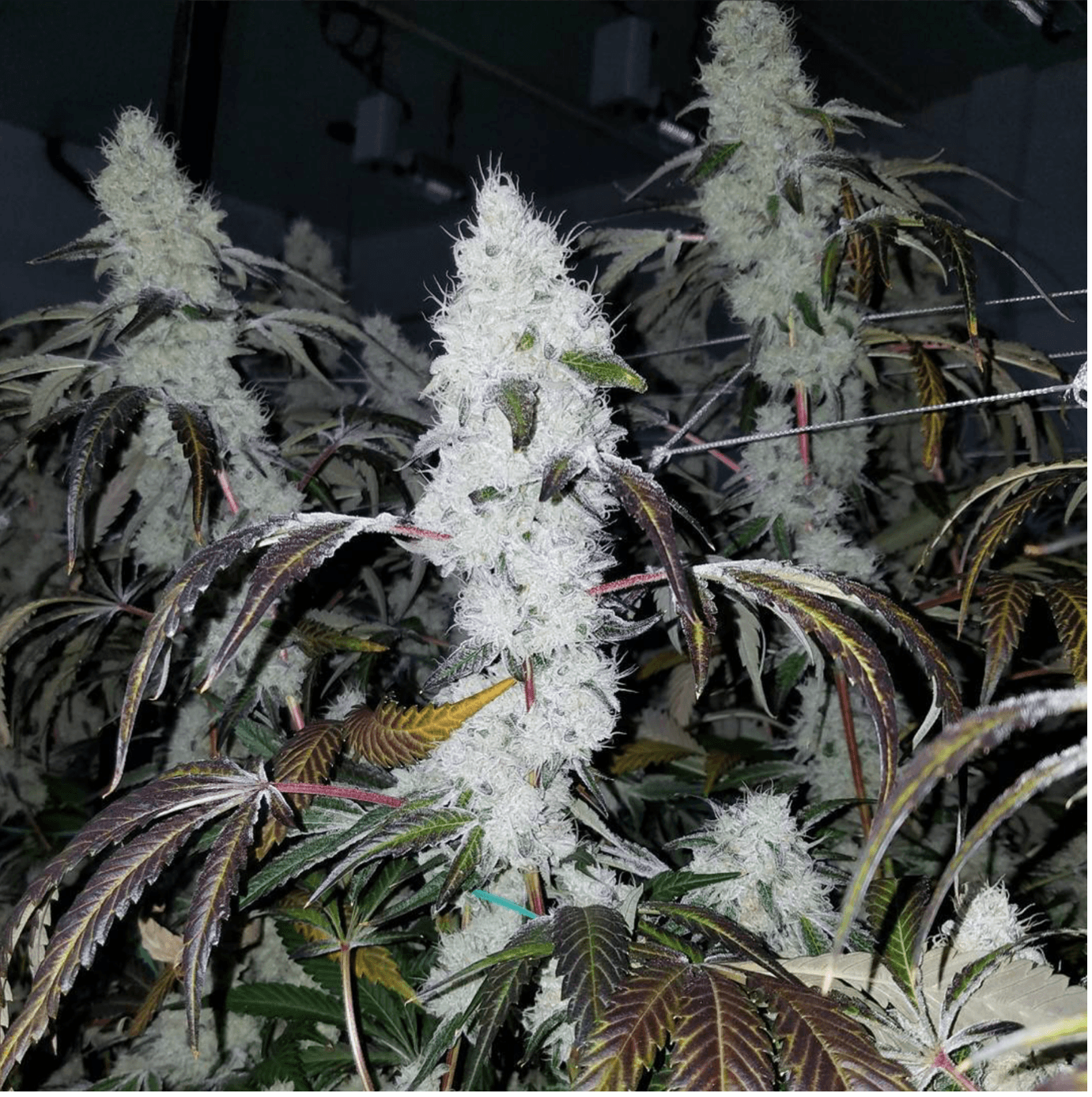 Indoor-grown Wedding Cake cannabis phenotype with dense frosted colas and dark purple fan leaves, photographed during late flowering stage.