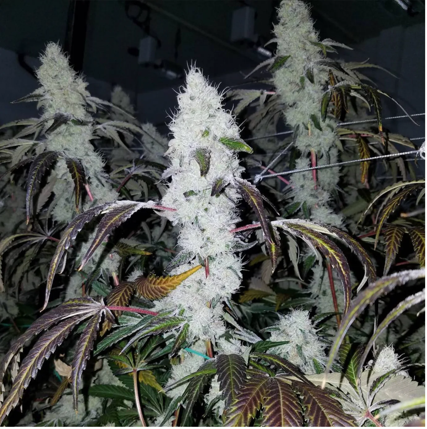 Indoor-grown Wedding Cake cannabis phenotype with dense frosted colas and dark purple fan leaves, photographed during late flowering stage.