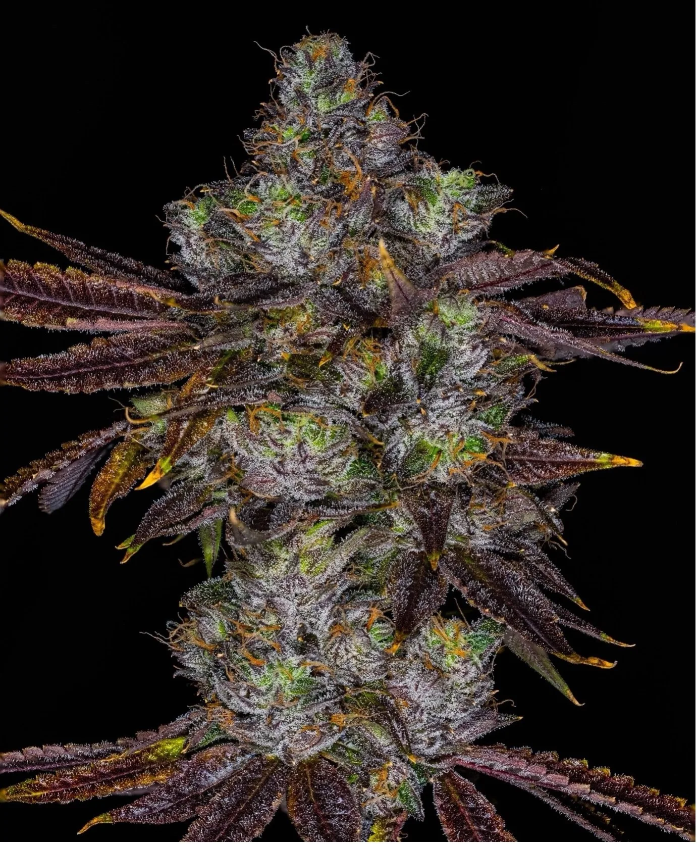 zeclair-cannabis-cultivar-dark-purple-trichomes