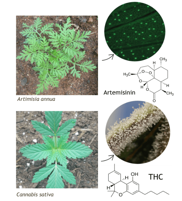 artemisinin-and-thc-glandular-trichomes-comparison Comparison of glandular trichomes in Artemisia annua and Cannabis sativa, highlighting the production of artemisinin and THC