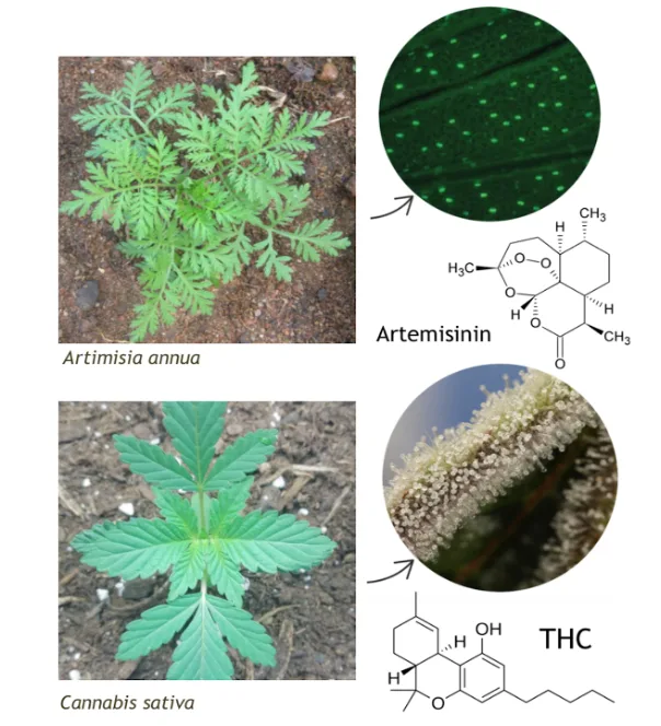 artemisinin-and-thc-glandular-trichomes-comparison Comparison of glandular trichomes in Artemisia annua and Cannabis sativa, highlighting the production of artemisinin and THC