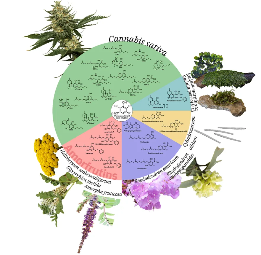 cannabis-cannabinoid-diversity-natural-products Diagram comparing cannabinoids found in Cannabis sativa with related bioactive compounds from other plant species and natural sources