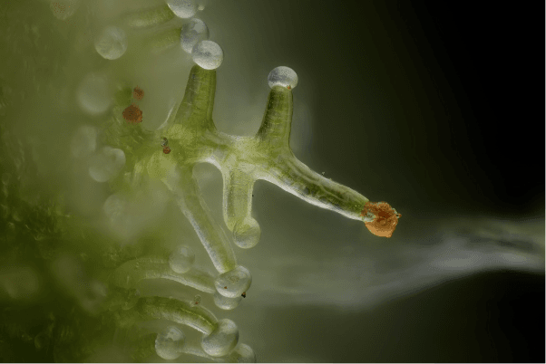 cannabis-capitate-sessile-trichome-microscopy Microscopic image of cannabis glandular trichomes showing resin-producing structures on the plant surface