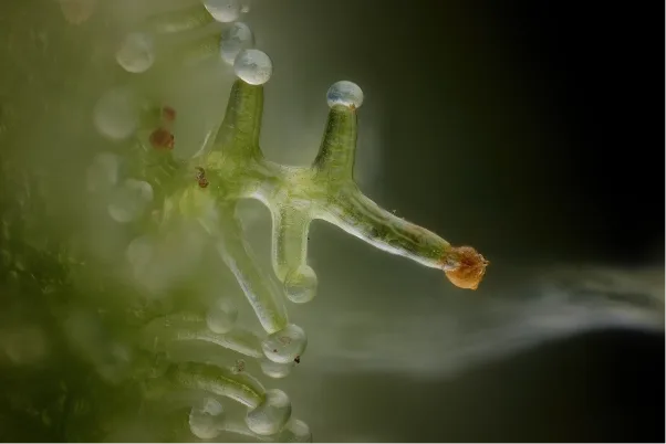 cannabis-capitate-sessile-trichome-microscopy Microscopic image of cannabis glandular trichomes showing resin-producing structures on the plant surface