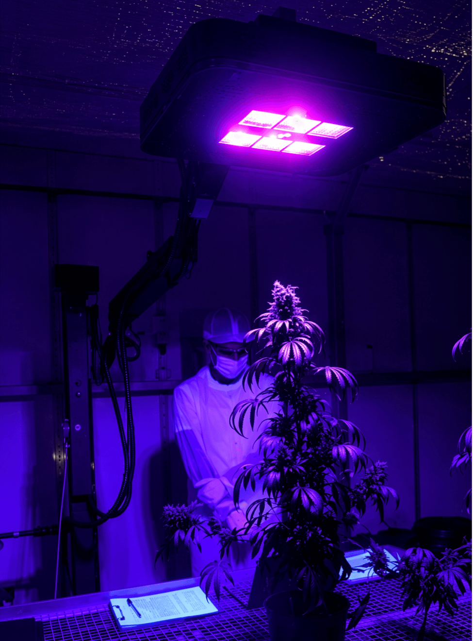cannabis-controlled-environment-cultivation-led-lighting Cannabis cultivation under LED lighting in a controlled environment facility used for breeding and plant research
