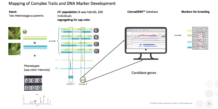 cannabis-dna-marker-assisted-breeding Diagram illustrating DNA marker development, trait mapping and marker-assisted breeding in cannabis genetics research