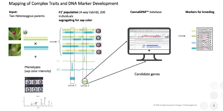 cannabis-dna-marker-assisted-breeding Diagram illustrating DNA marker development, trait mapping and marker-assisted breeding in cannabis genetics research