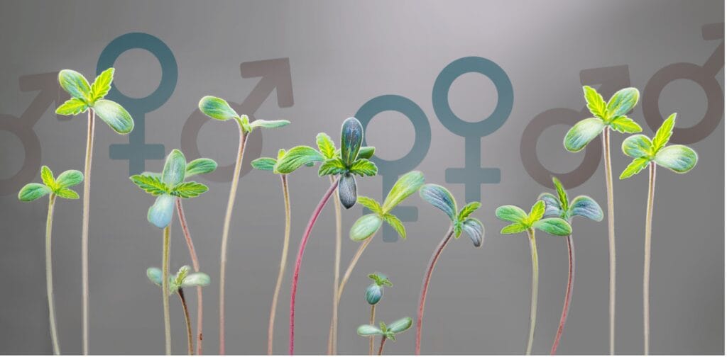 cannabis-sex-expression-seedlings Cannabis seedlings illustrating sex expression, breeding selection and genetic diversity in early plant development