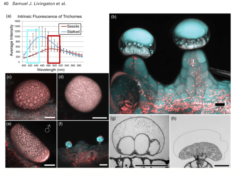 cannabis-trichome-fluorescence-microscopy cannabis-trichome-fluorescence-microscopy