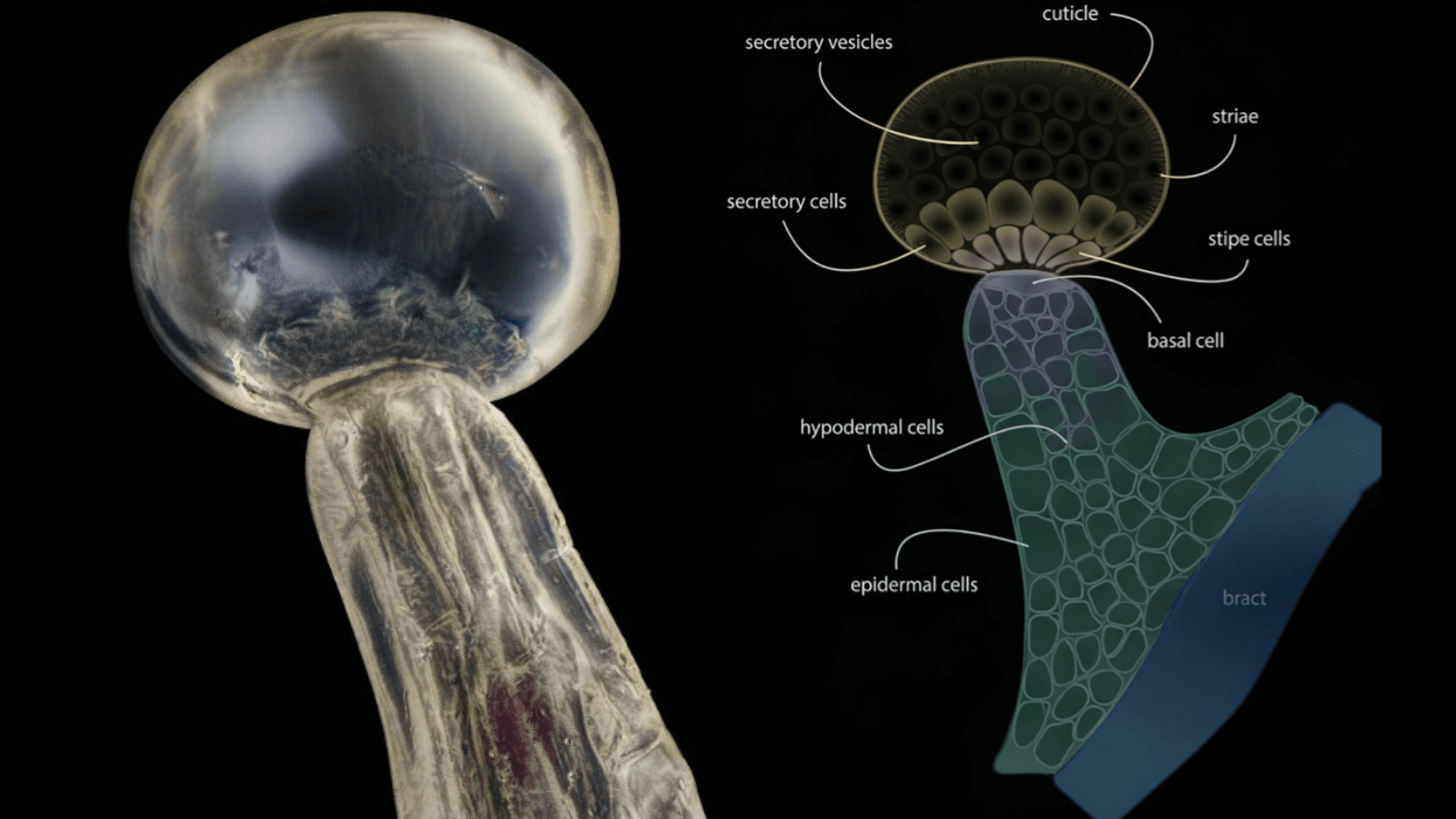 cannabis-trichome-structure-cannabinoid-production (1) Cannabis trichome structure showing glandular anatomy and cannabinoid-producing secretory cells