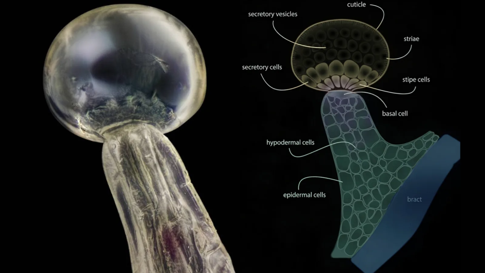 cannabis-trichome-structure-cannabinoid-production (1) Cannabis trichome structure showing glandular anatomy and cannabinoid-producing secretory cells